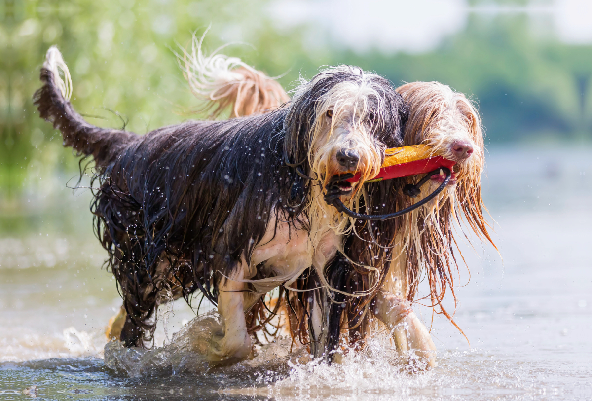 Zwei Bearded Collies im Wasser