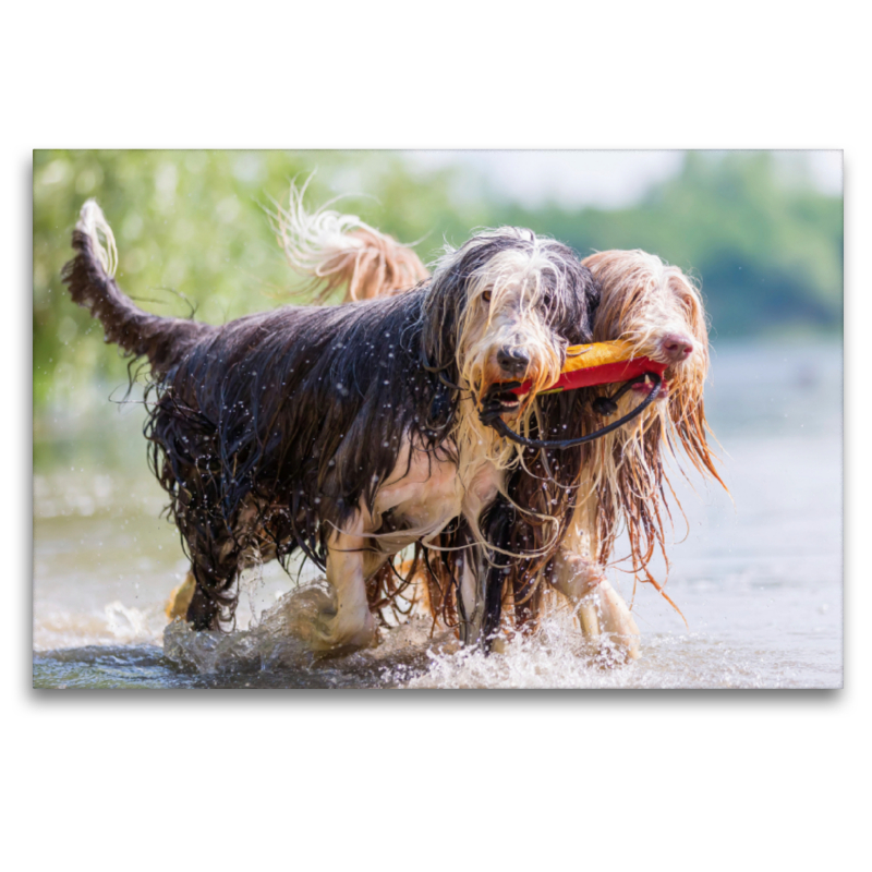 Zwei Bearded Collies im Wasser