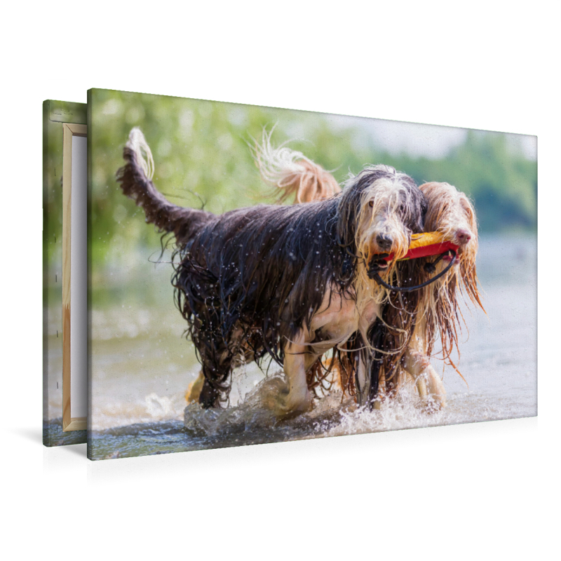 Zwei Bearded Collies im Wasser