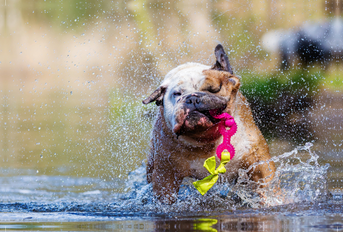 Englische Bulldogge im Wasser