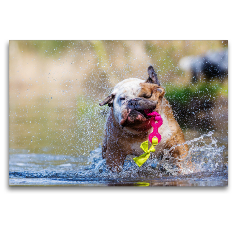 Englische Bulldogge im Wasser