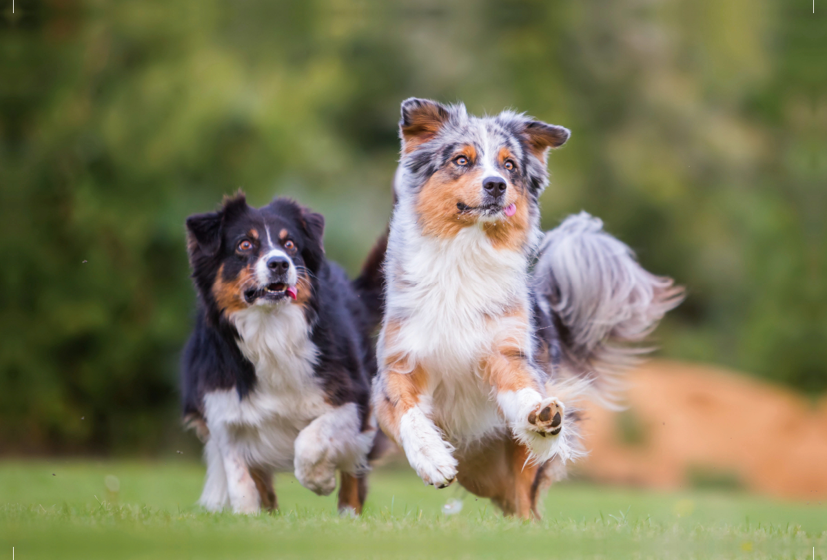 zwei Australian Shepherd in Action