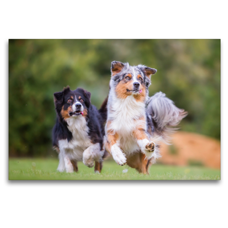 zwei Australian Shepherd in Action