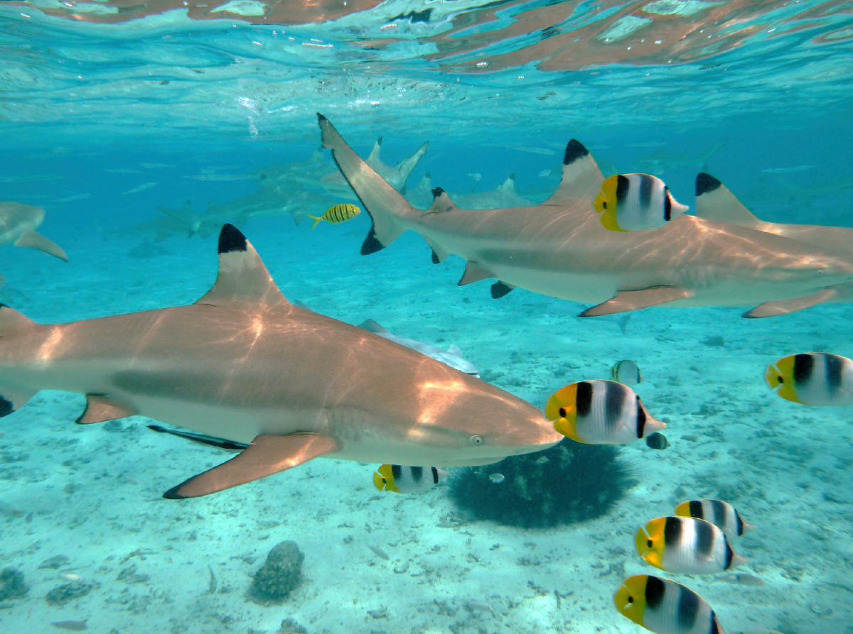 Hai in Bora Bora Lagune