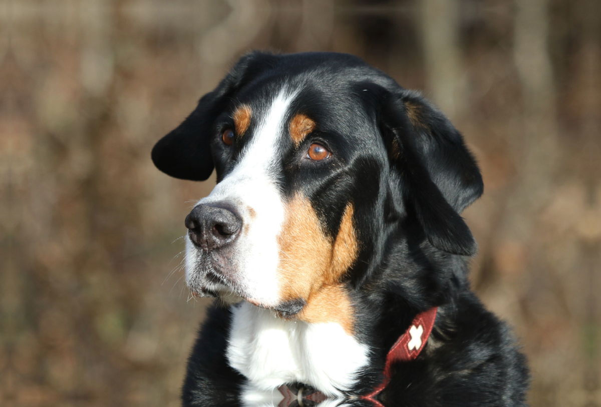 Großer Schweizer Sennenhund