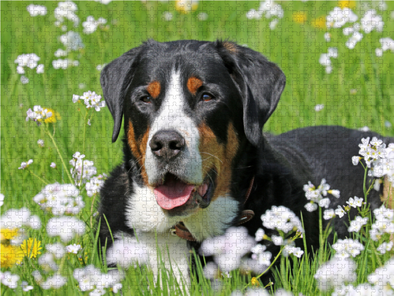 Großer Schweizer Sennenhund auf der Blumenwiese