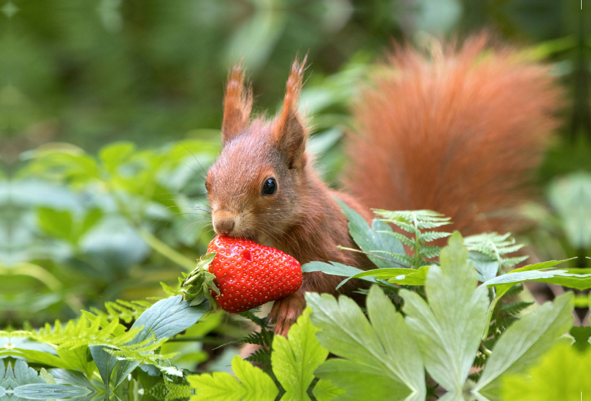 Eichhörnchen mit Erdbeere