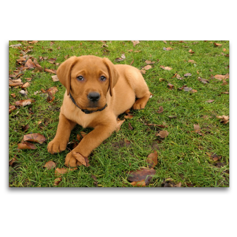 Labradorwelpe liegt im Gras zwischen herbstlichen Blättern