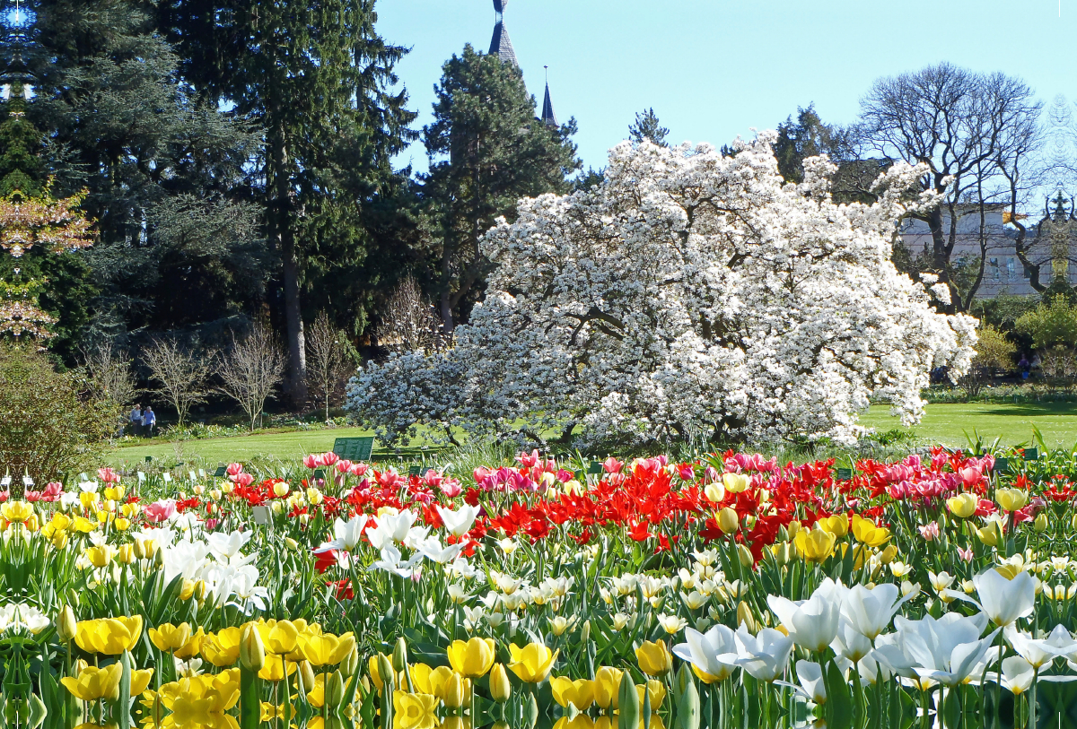 Tulpenblüte im Sichtungsgarten Hermannshof in Weinheim an der Bergstraße