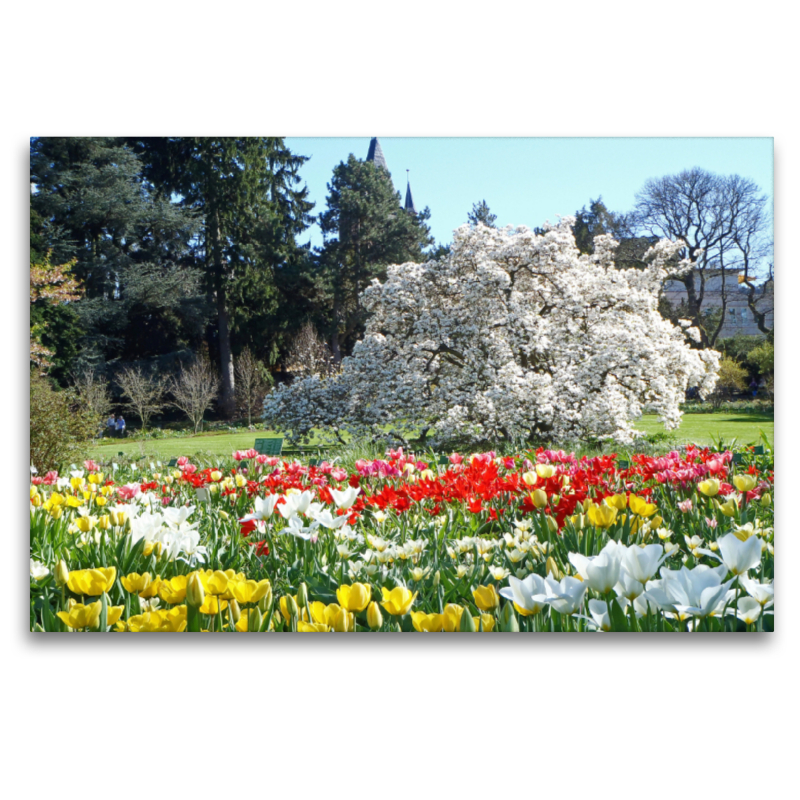 Tulpenblüte im Sichtungsgarten Hermannshof in Weinheim an der Bergstraße