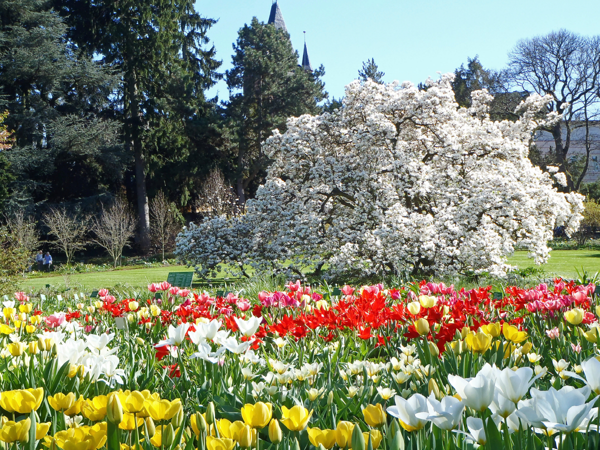 Tulpenblüte im Sichtungsgarten Hermannshof in Weinheim an der Bergstraße