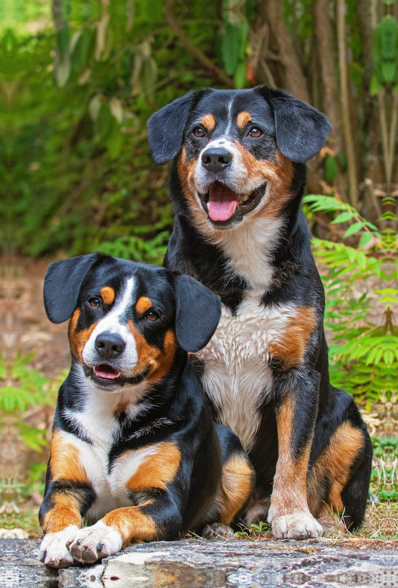 Entlebucher Rüden