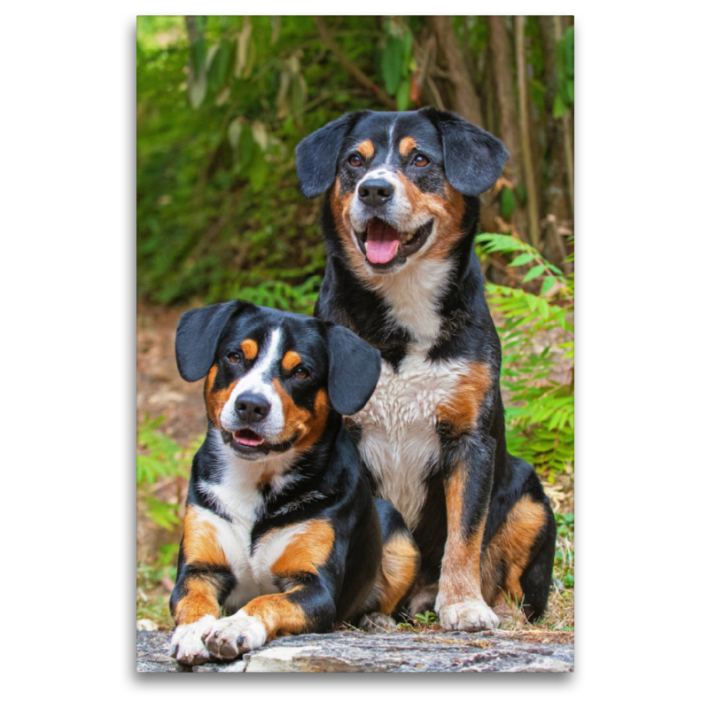 Entlebucher Rüden