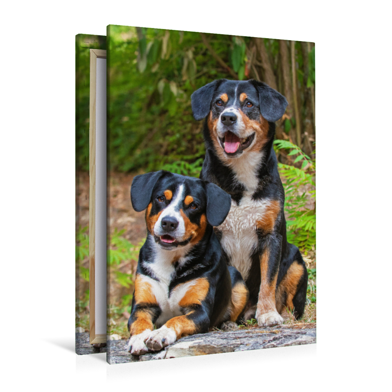 Entlebucher Rüden