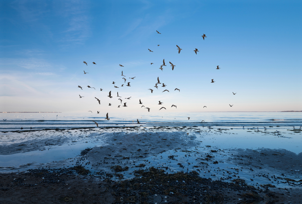 Auffliegender Vogelschwarm am Scharbeutzer Strand