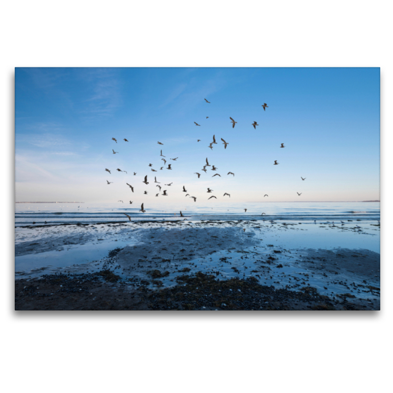 Auffliegender Vogelschwarm am Scharbeutzer Strand