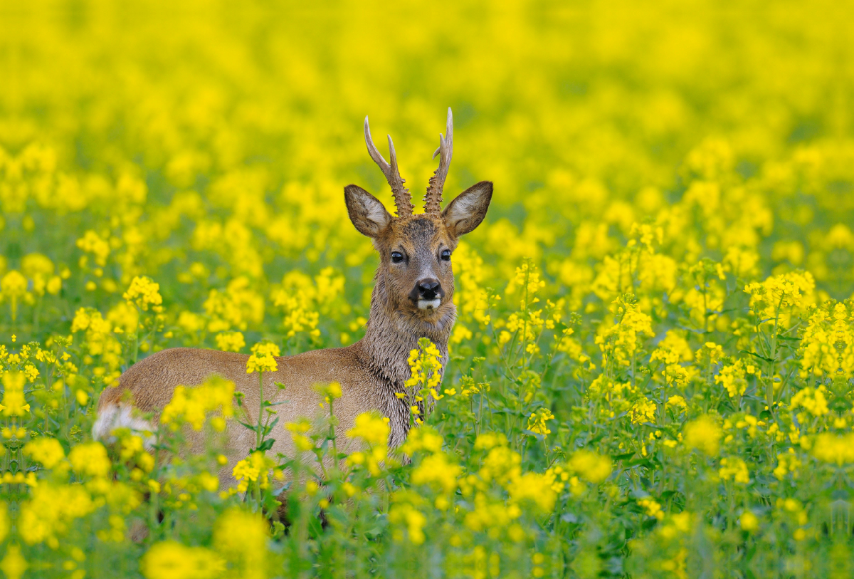 Rehbock in einem Rapsfeld