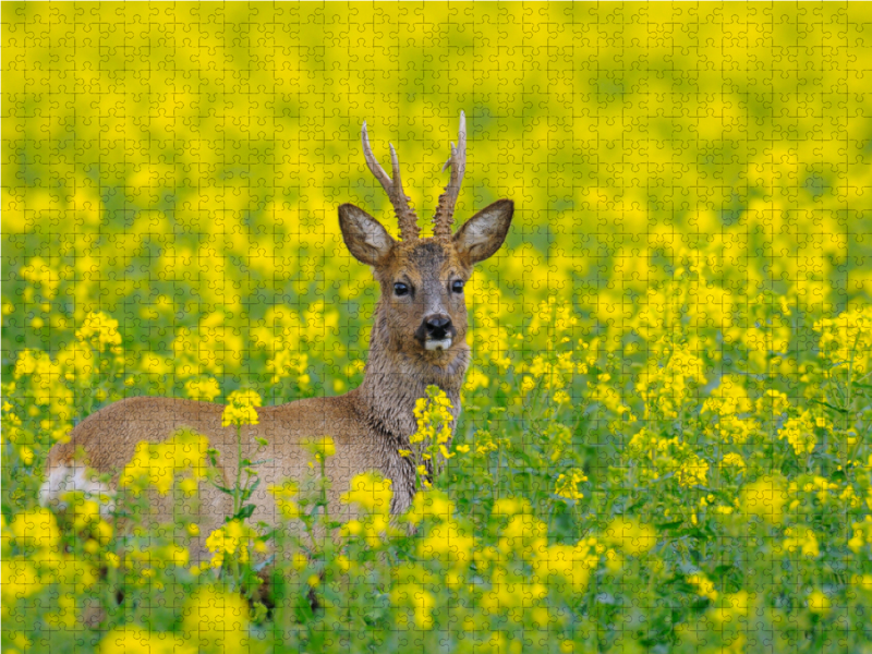 Rehbock in einem Rapsfeld