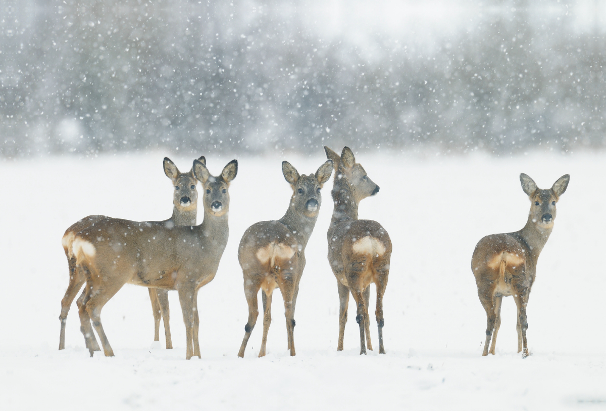 Rehwild im Winter