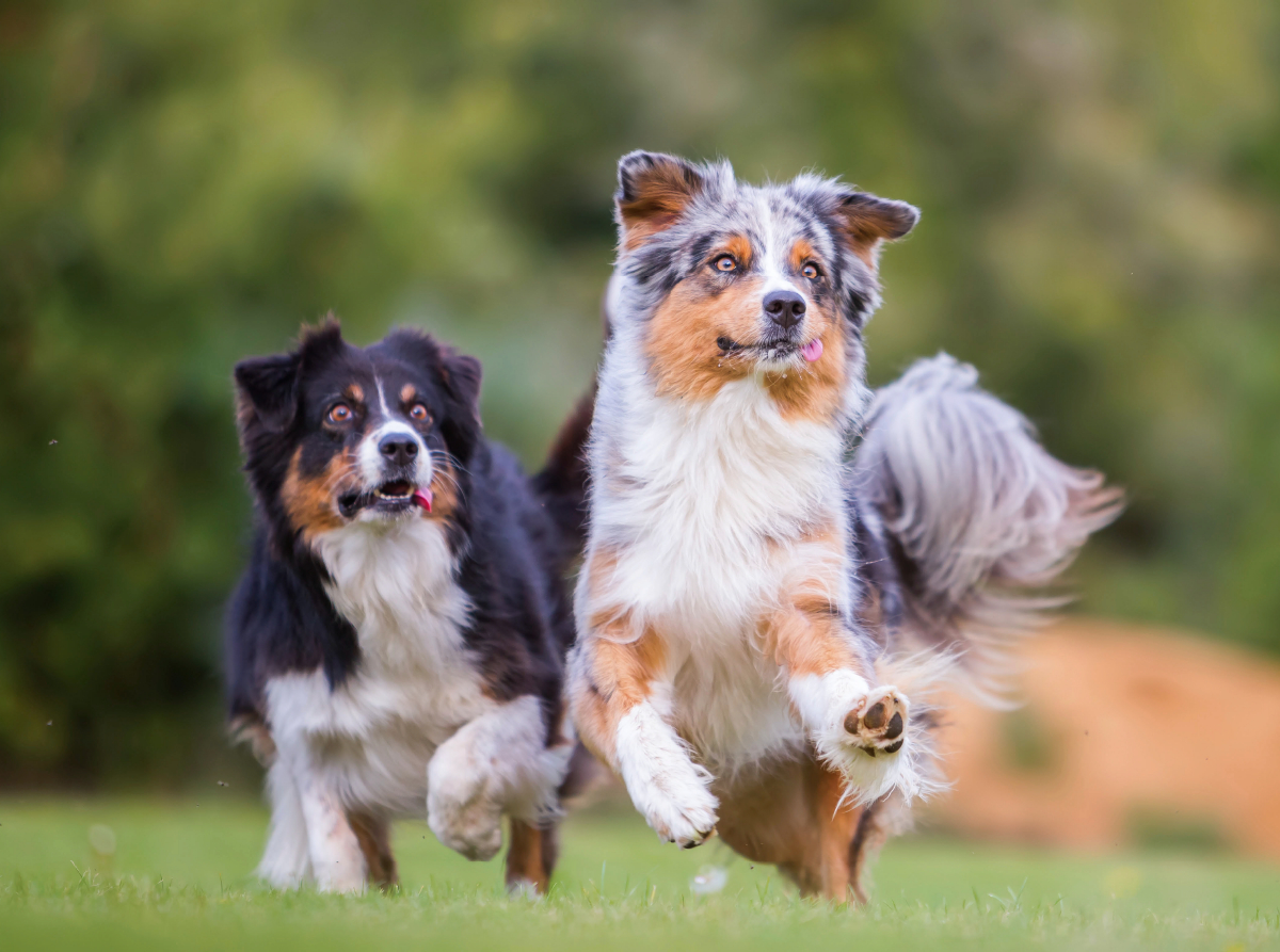 zwei Australian Shepherd in Action