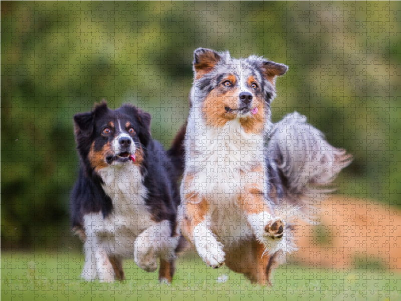 zwei Australian Shepherd in Action