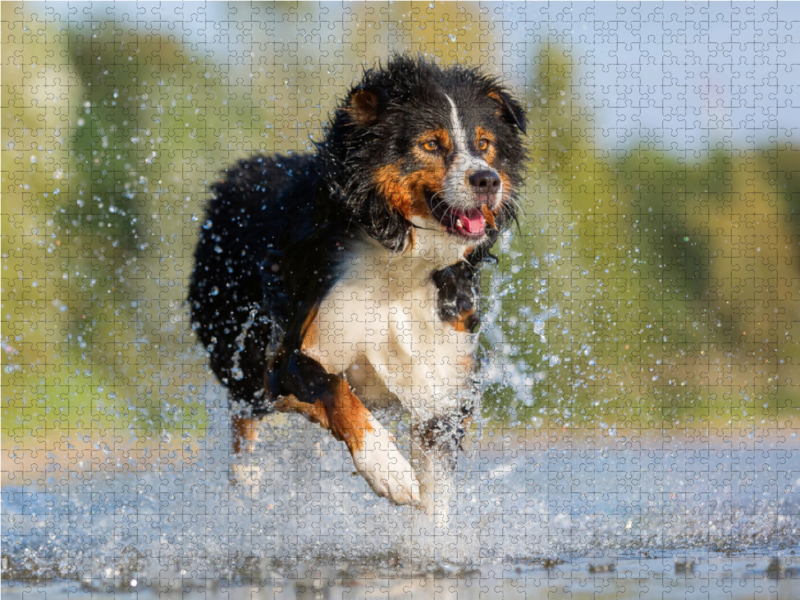 Australian Shepherd rennt durchs Wasser