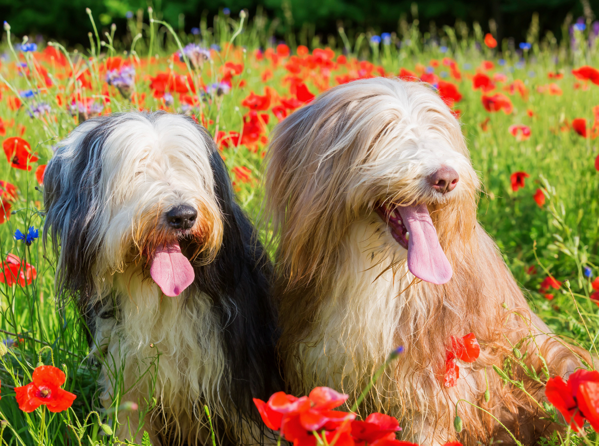 Bearded Collies im Mohn