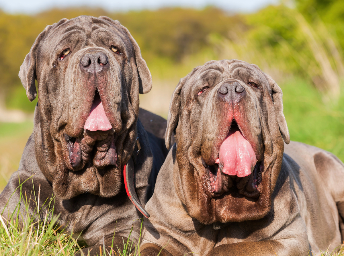 Zwei Mastino Napoletano