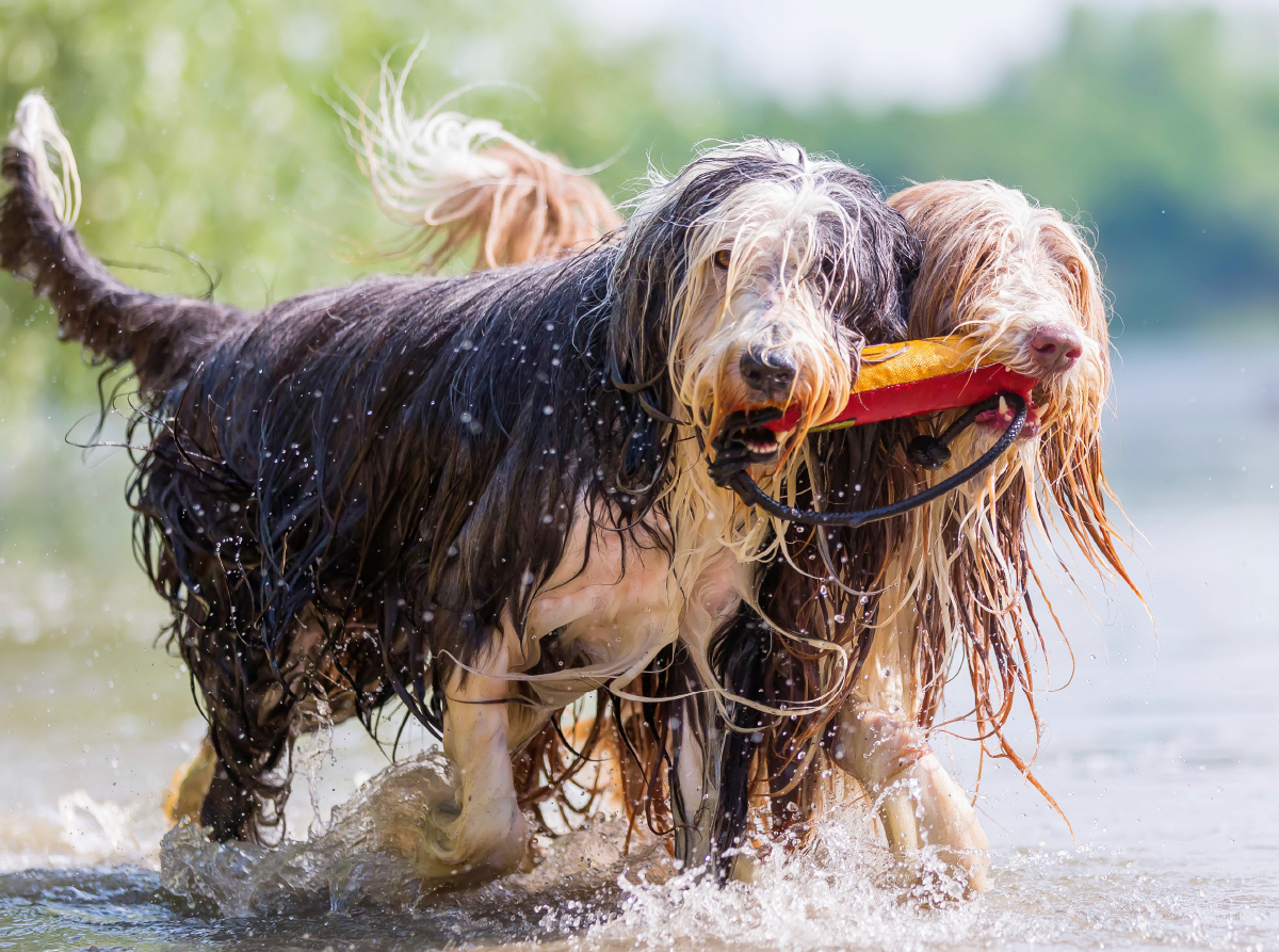 Zwei Bearded Collies im Wasser