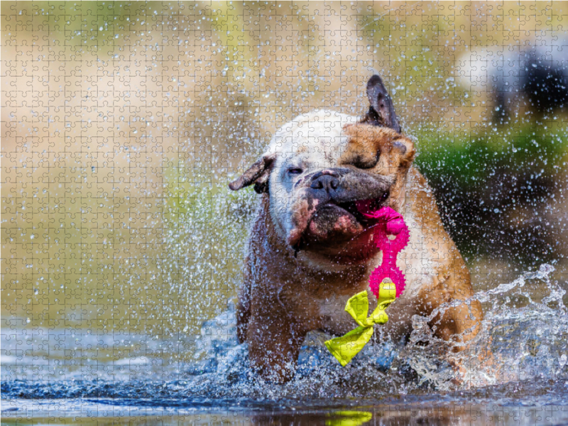 Englische Bulldogge im Wasser