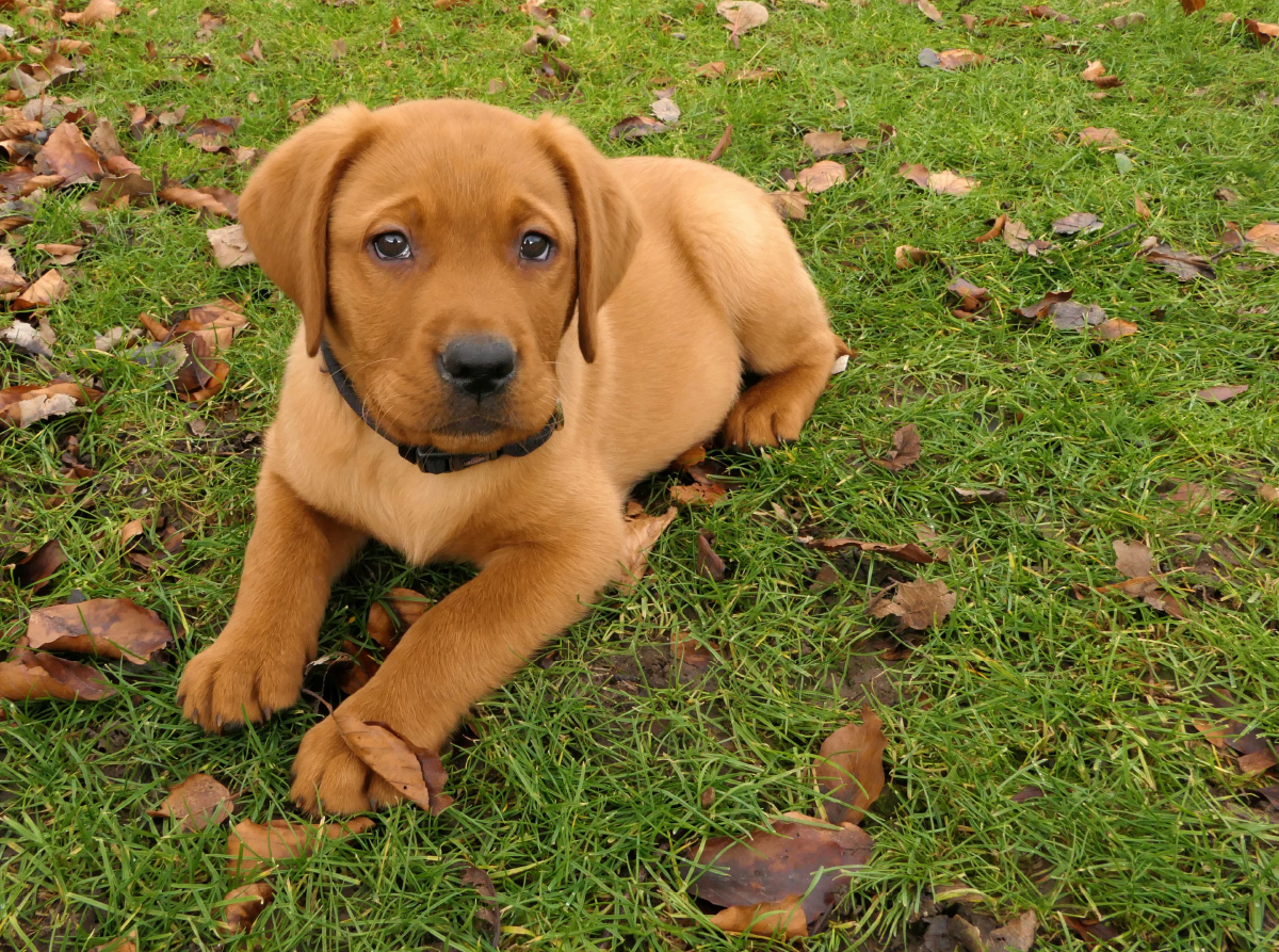 Labradorwelpe liegt im Gras zwischen herbstlichen Blättern