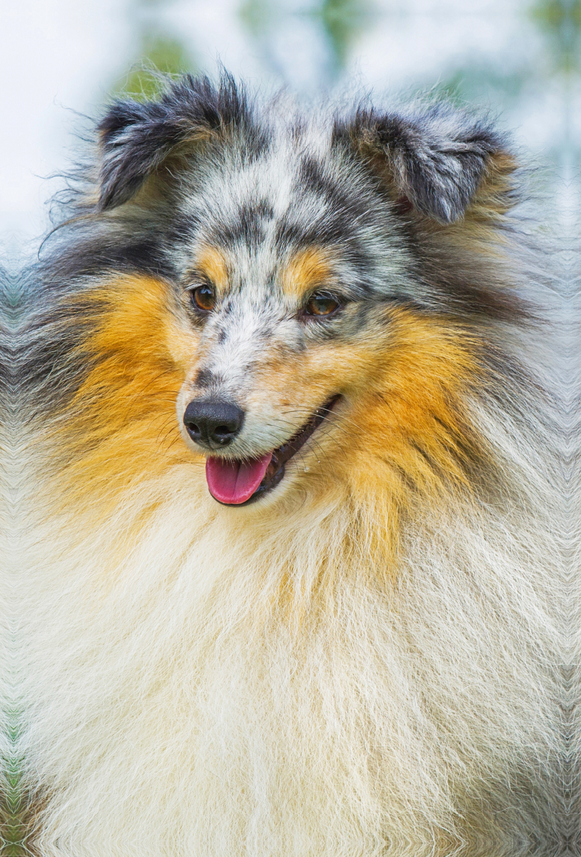 Ein Motiv aus dem Kalender Sheltie - Wirbelwind auf 4 Pfoten