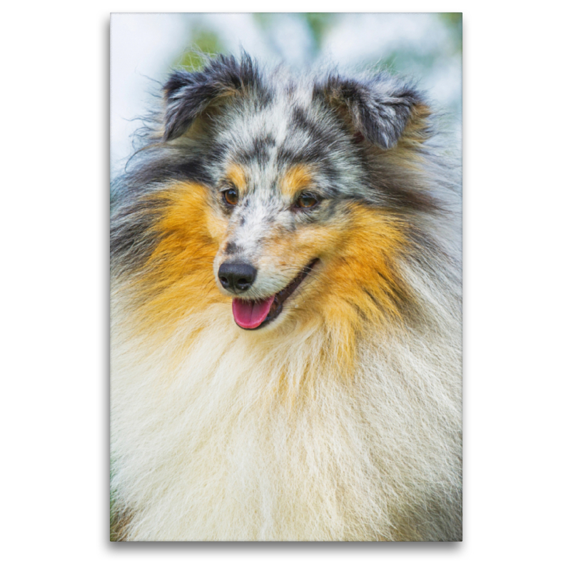 Ein Motiv aus dem Kalender Sheltie - Wirbelwind auf 4 Pfoten