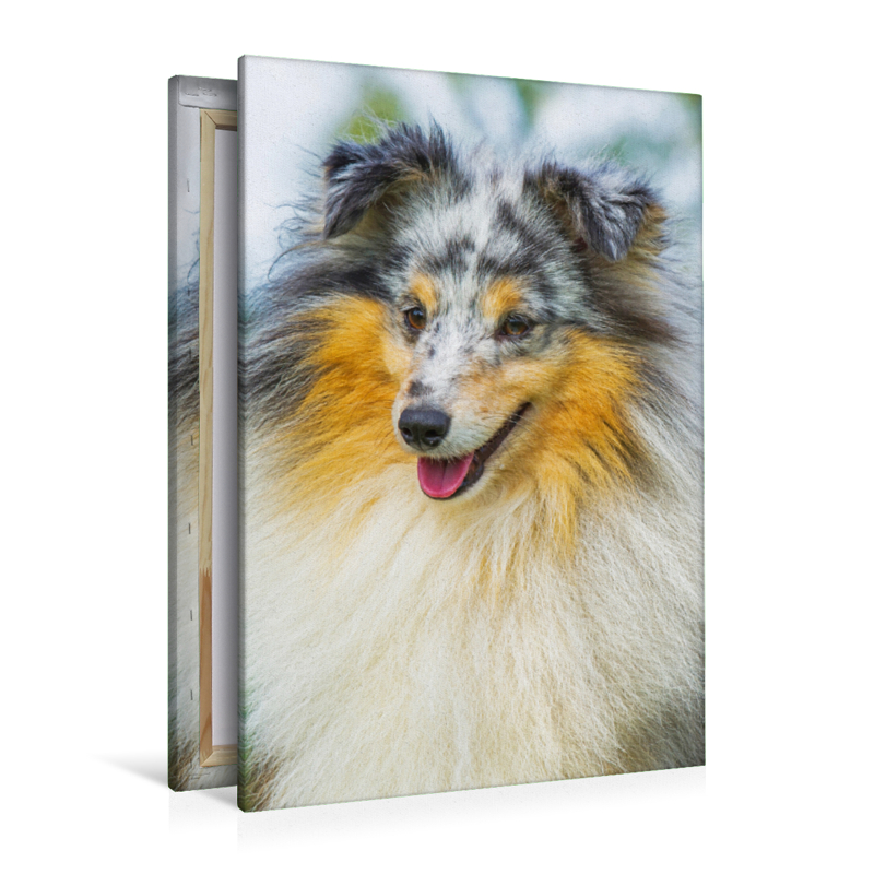 Ein Motiv aus dem Kalender Sheltie - Wirbelwind auf 4 Pfoten