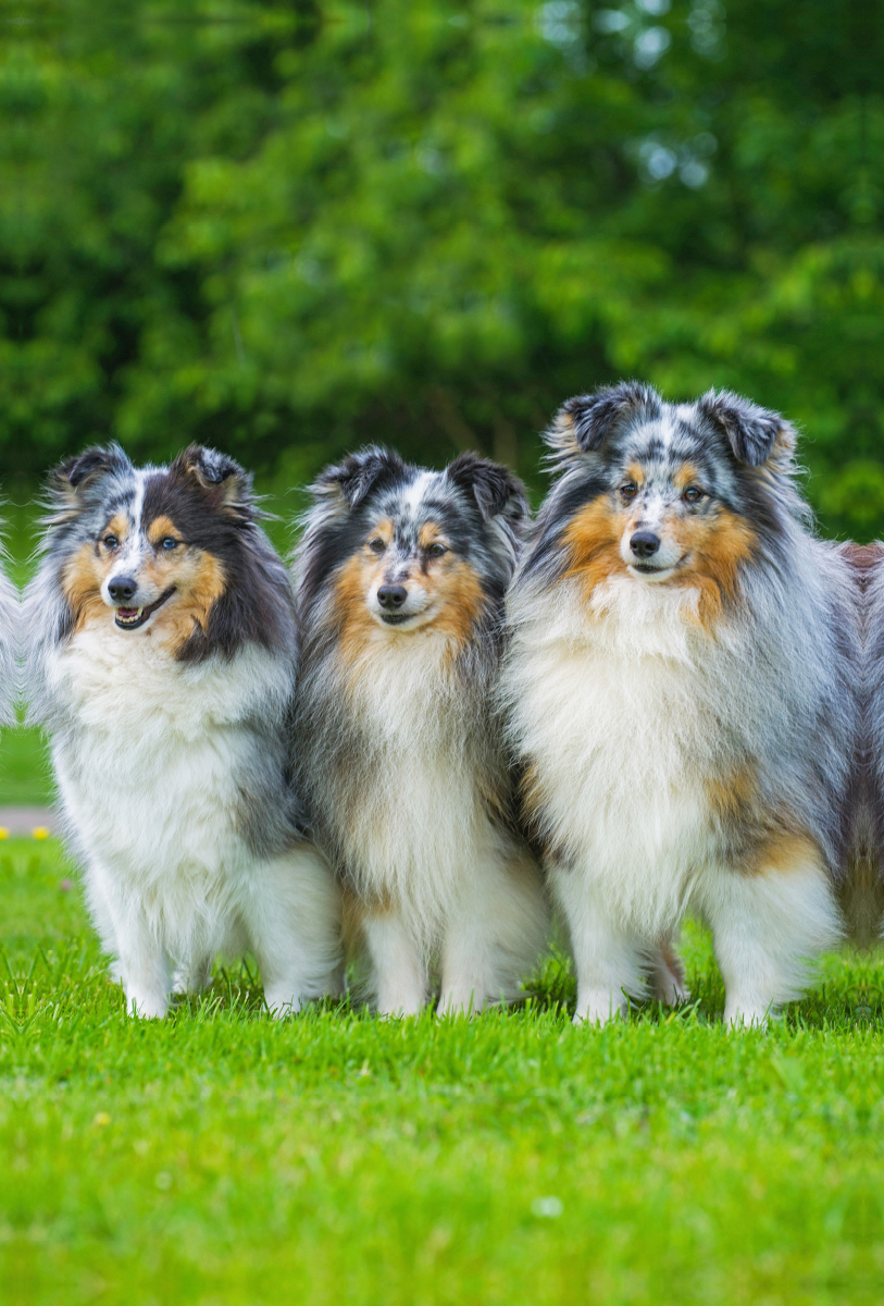 Blue merle Rüde und Hündinnen