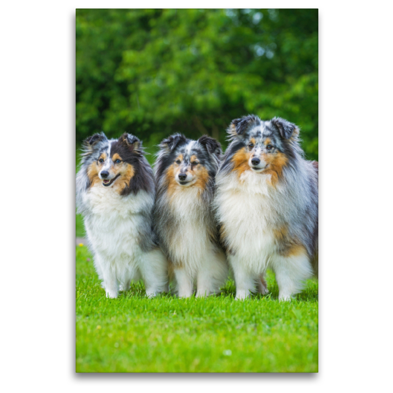 Blue merle Rüde und Hündinnen