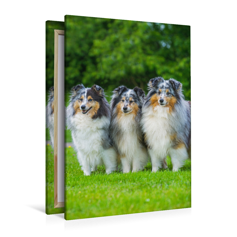 Blue merle Rüde und Hündinnen