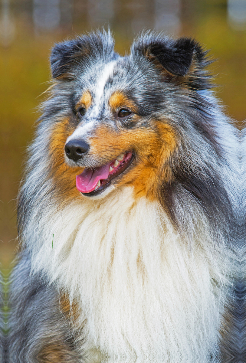 Ein wunderschöner blue merle Rüde