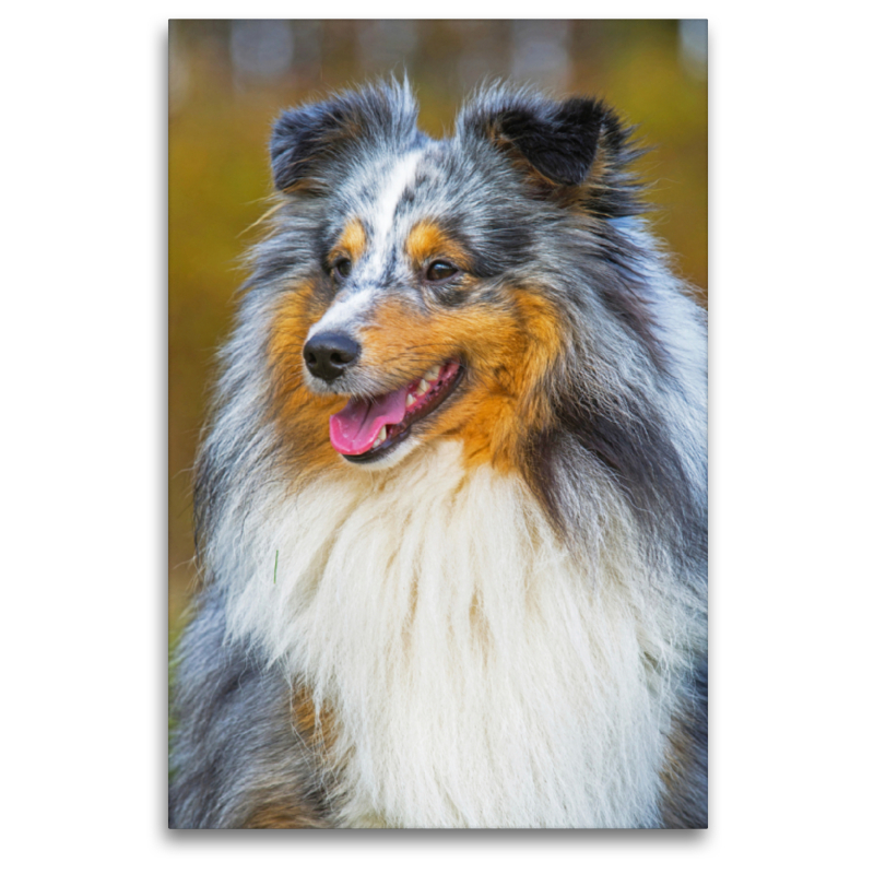 Ein wunderschöner blue merle Rüde