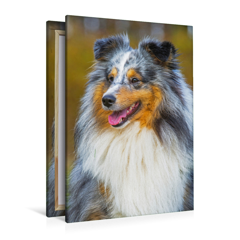 Ein wunderschöner blue merle Rüde