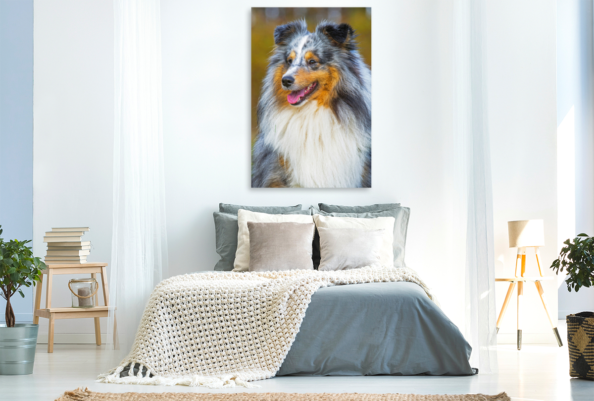 Ein wunderschöner blue merle Rüde