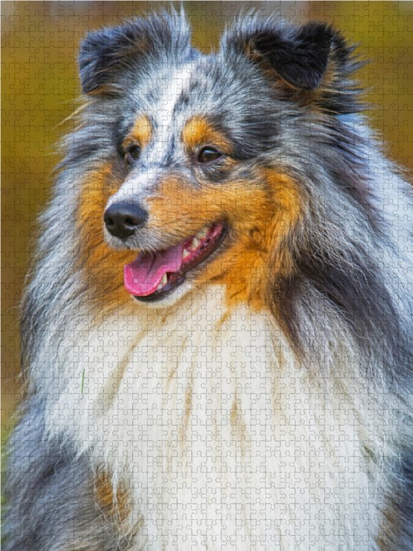 Ein wunderschöner blue merle Rüde