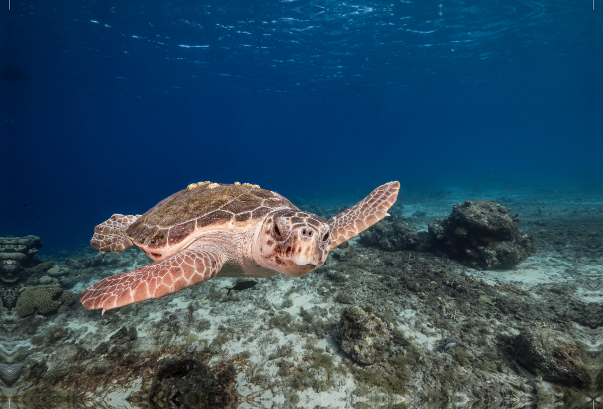 Unechte Karettschildkröte im Korallenriff der karibischen See