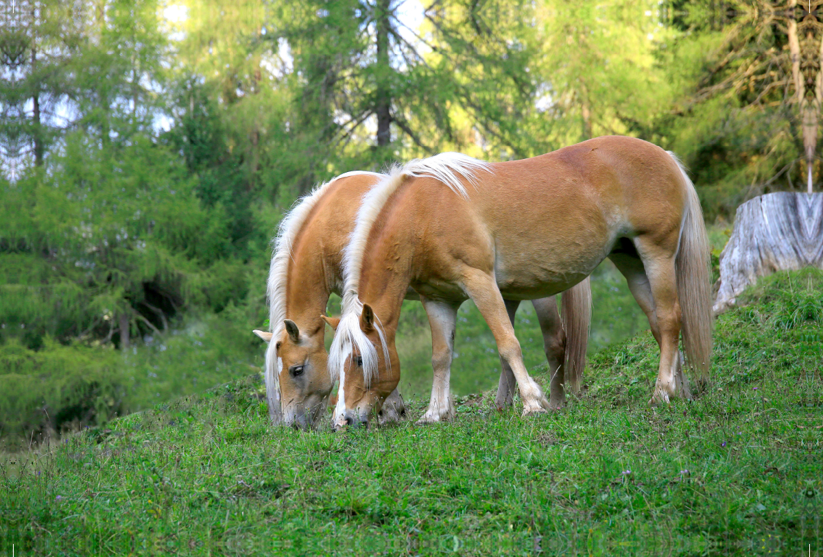 Haflinger auf Weide