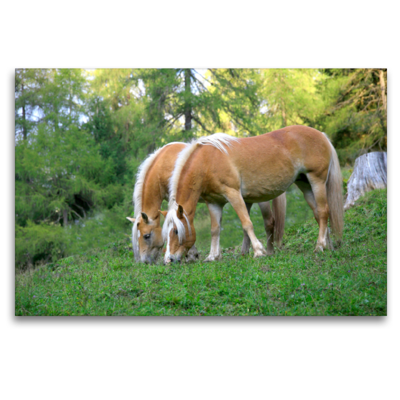 Haflinger auf Weide