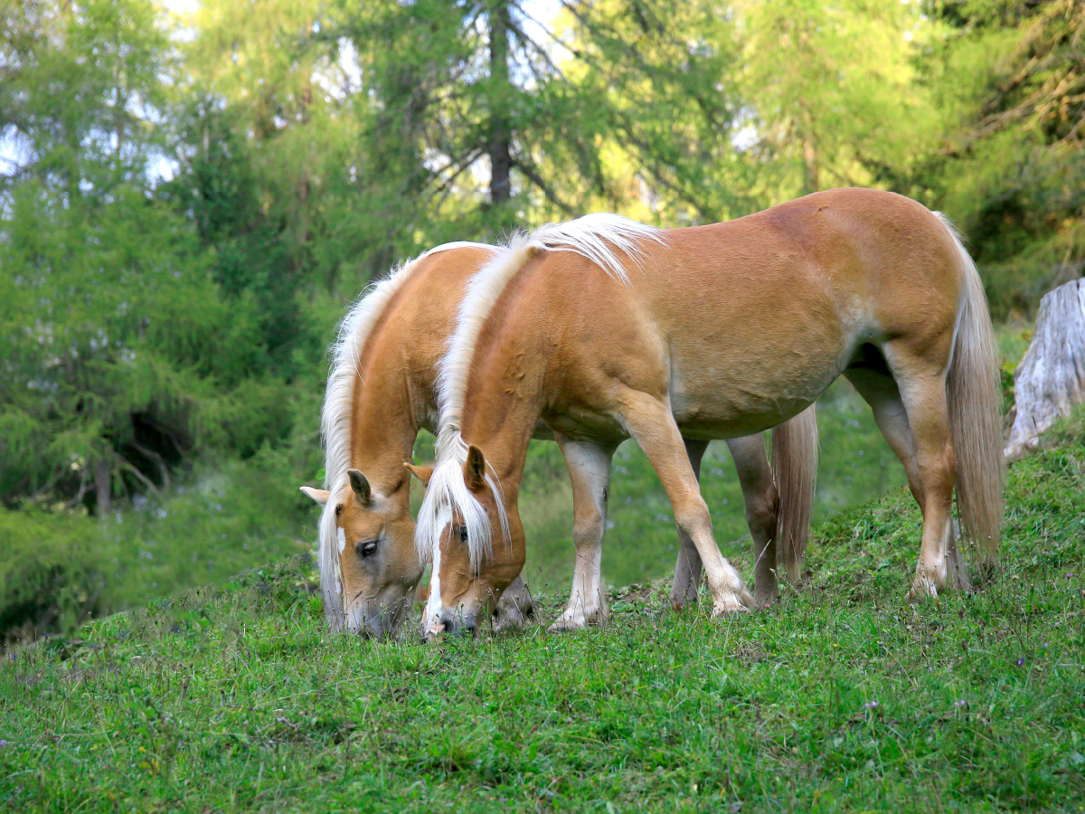 Haflinger auf Weide