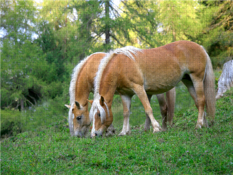 Haflinger auf Weide