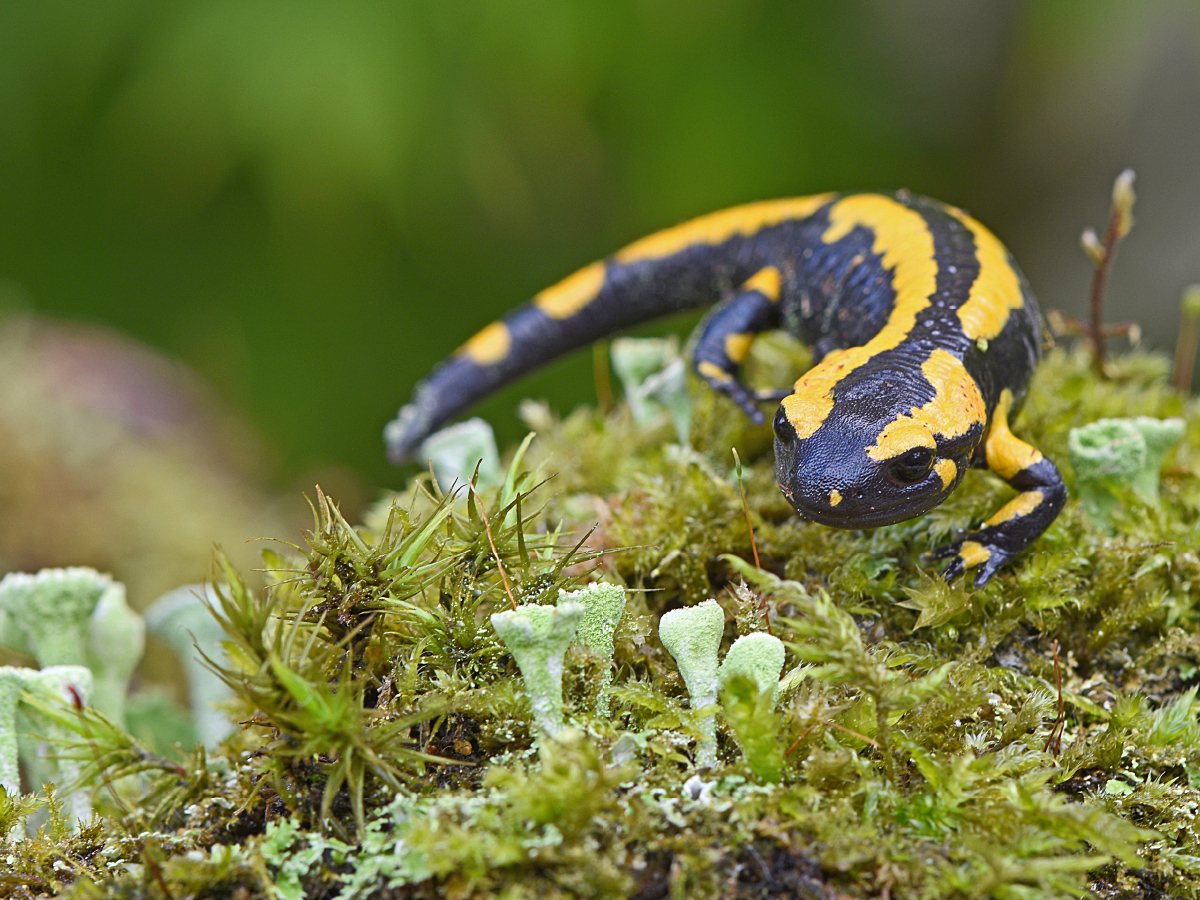 Feuersalamander