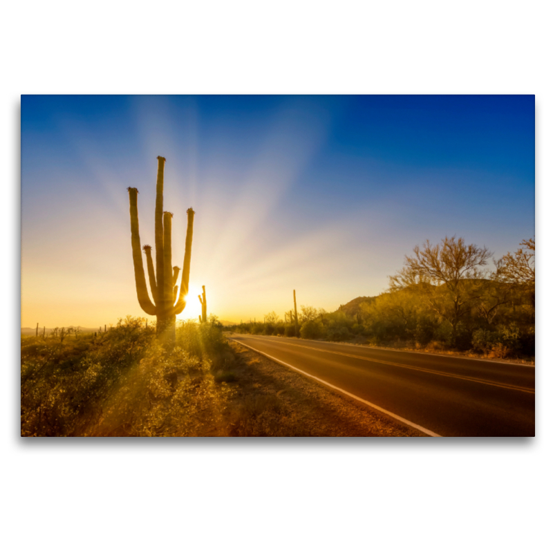 SAGUARO NATIONAL PARK Untergehende Sonne