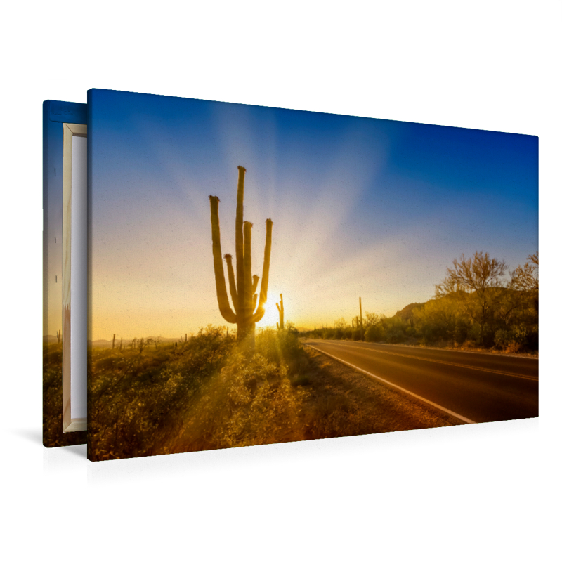 SAGUARO NATIONAL PARK Untergehende Sonne